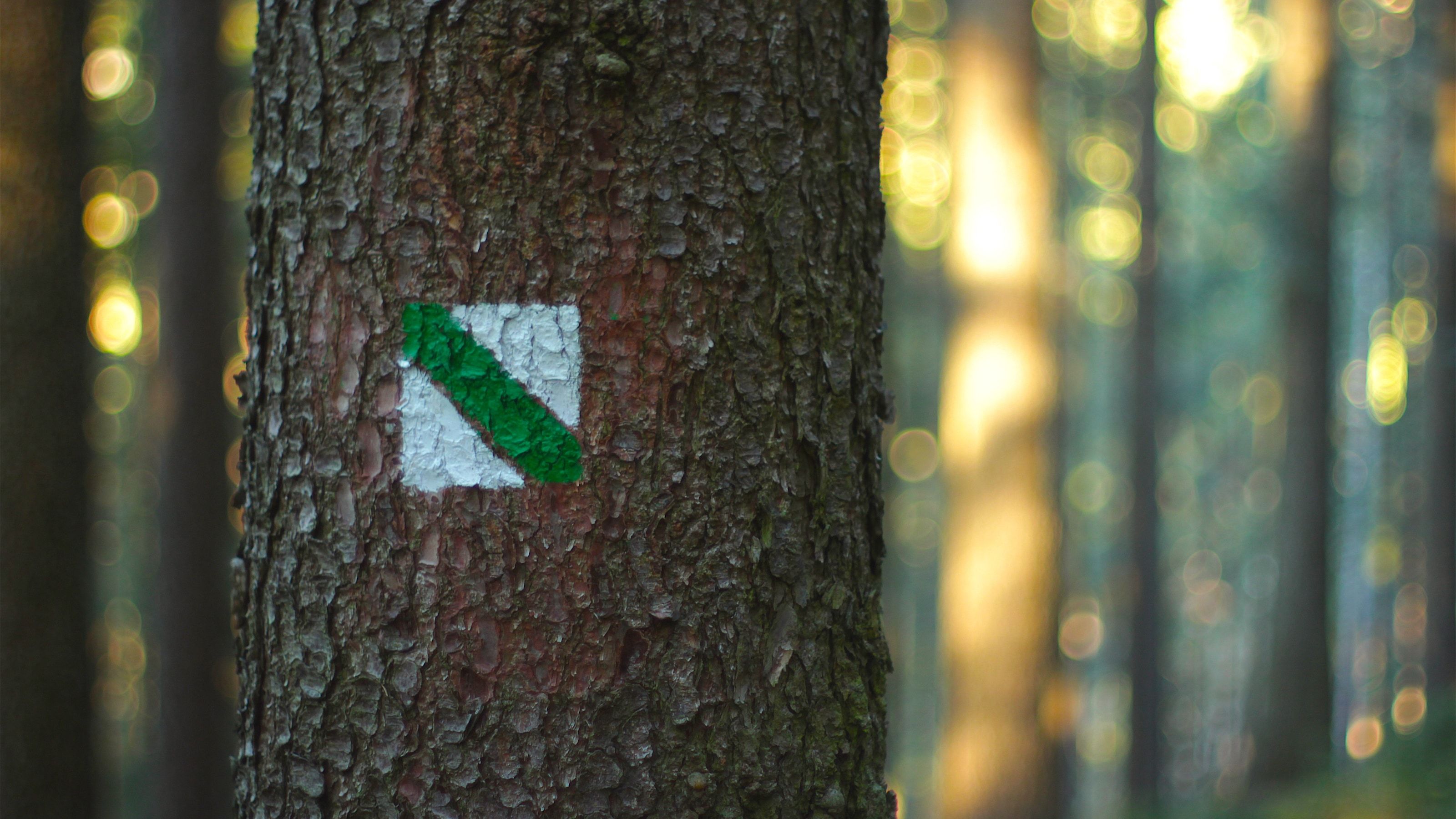 Tronco de árbol en bosque gestionado — certificación FSC y cadena de custodia